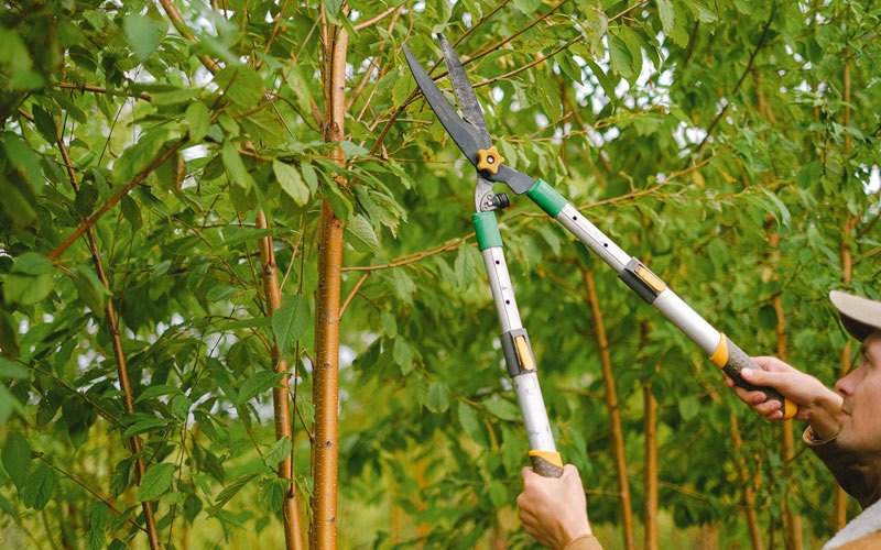 Tree trimming in Potosi, WI