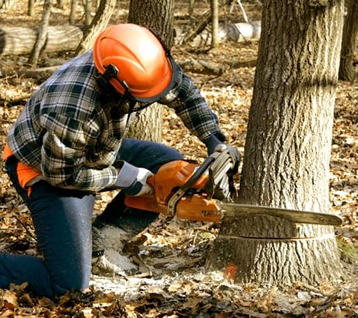 Tree Removal in Potosi, WI